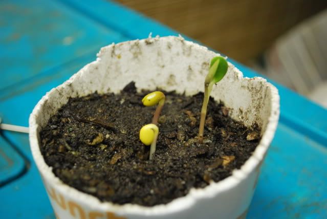 Sprouting Weed Seeds