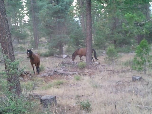 Wild horses....if I don't see an elk soon..........hmmm