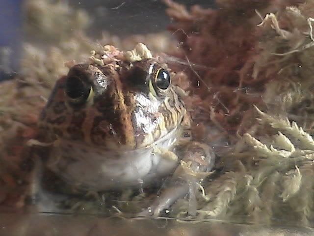 Dwarf African Bullfrog