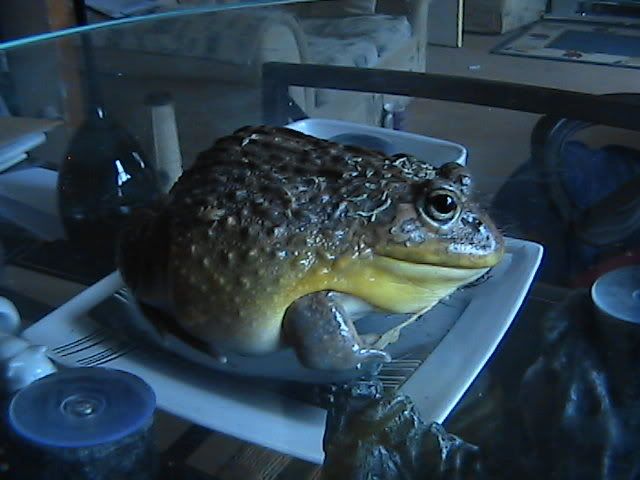 Dwarf African Bullfrog