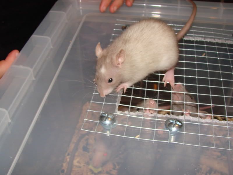 mice boxes Reptile Forums