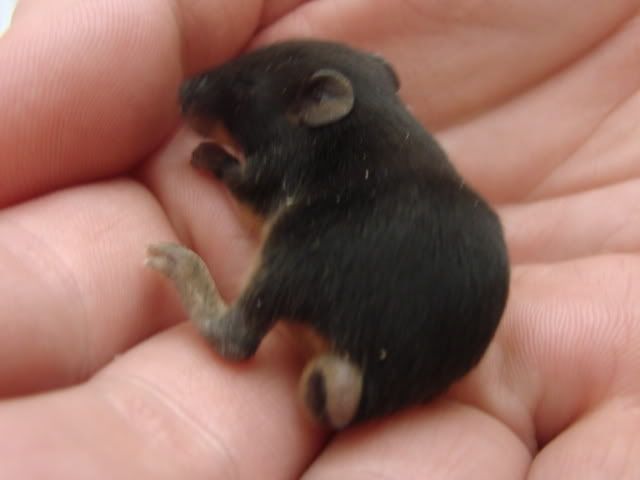 Black Baby Mouse