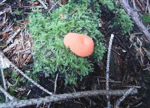 Image hosted by Photobucket.com