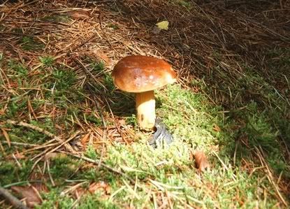 Image hosted by Photobucket.com