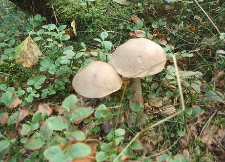 Image hosted by Photobucket.com