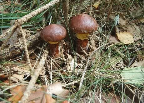 Image hosted by Photobucket.com