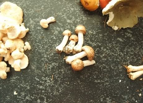 Image hosted by Photobucket.com