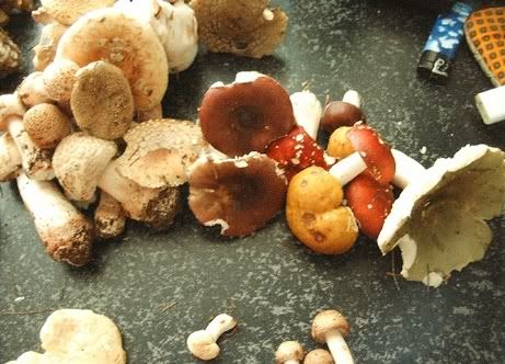 Image hosted by Photobucket.com