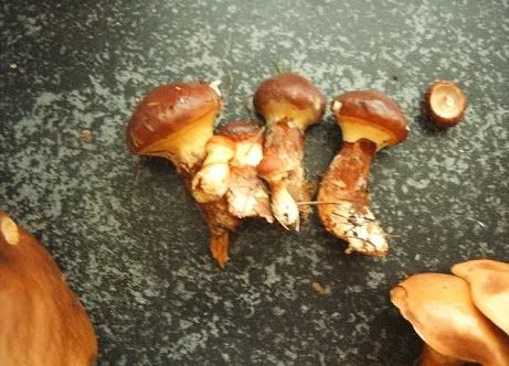 Image hosted by Photobucket.com