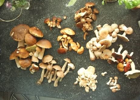 Image hosted by Photobucket.com