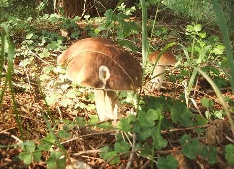 Image hosted by Photobucket.com