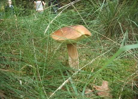 Image hosted by Photobucket.com