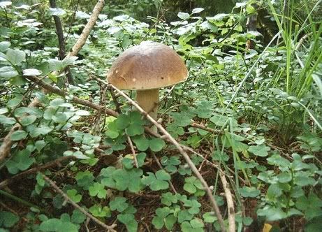 Image hosted by Photobucket.com