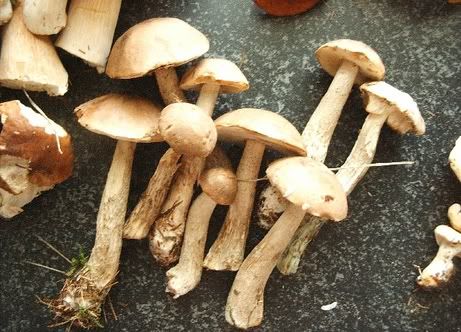 Image hosted by Photobucket.com