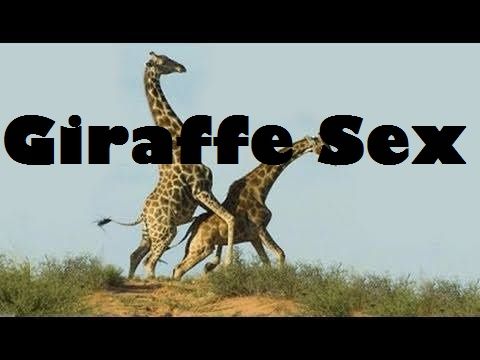 giraffe%20words_zps3fsyj787.jpg