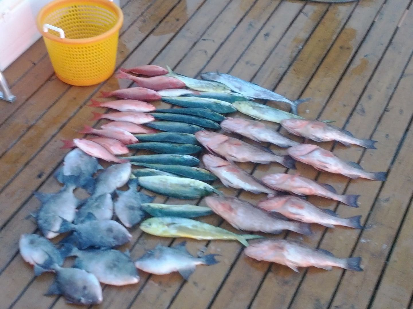 redgrouperinshore.jpg?t=1337527061