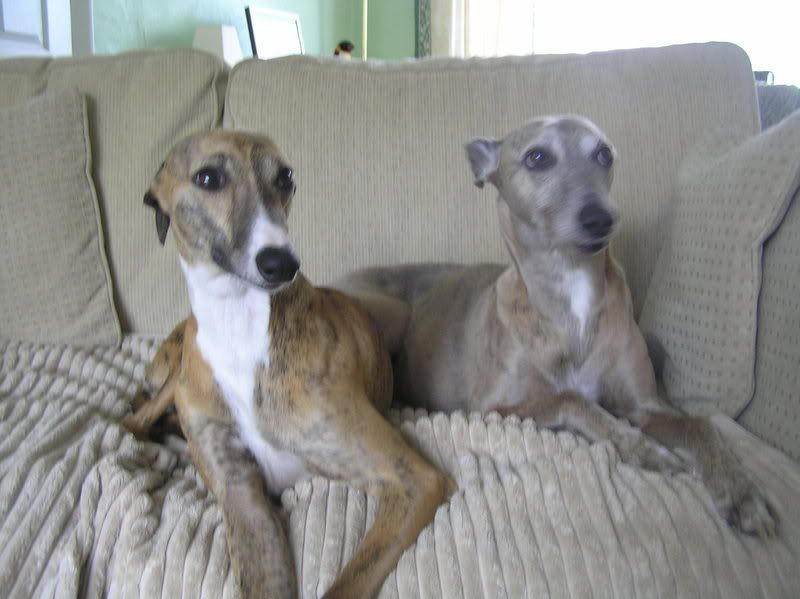 whippet rescue midlands