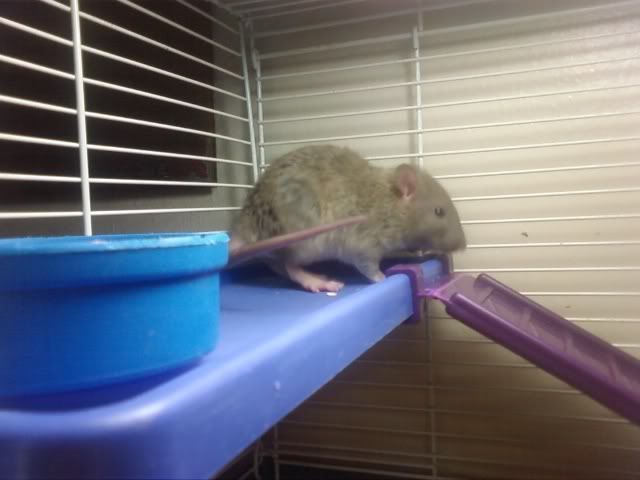 New Baby Rat