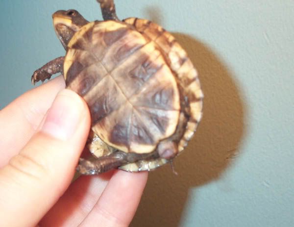 Swollen Cloaca On Eastern Hatchling - Booboo's Boxies - Turtle Forum