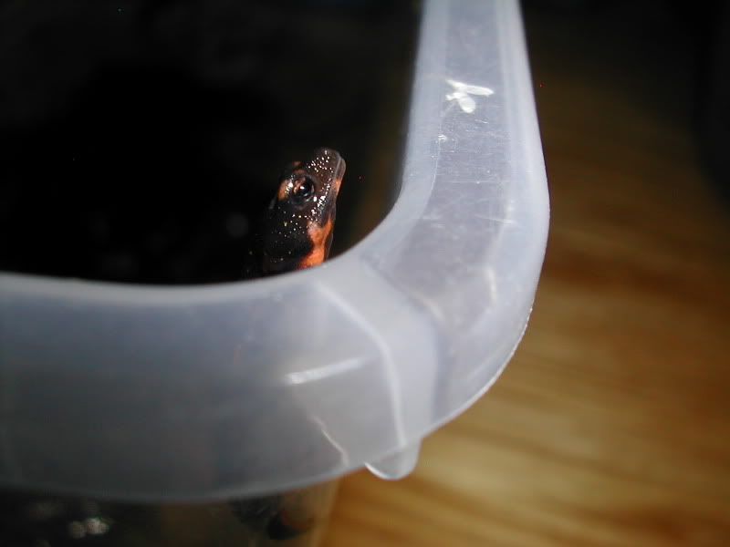 DSCN1618.jpg