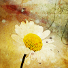 flower_daisy.png