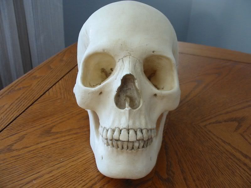 [Image: skull1.jpg]
