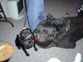 Tiny and his best friend Pudge (my aunt Jan\'s pug) Probably taken in 2002