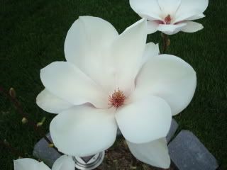 Magnolias from my mom's magnolia bush