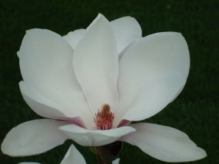 Magnolias from my mom's magnolia bush