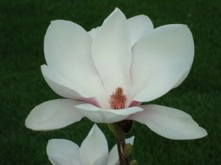 Magnolias from my mom's magnolia bush