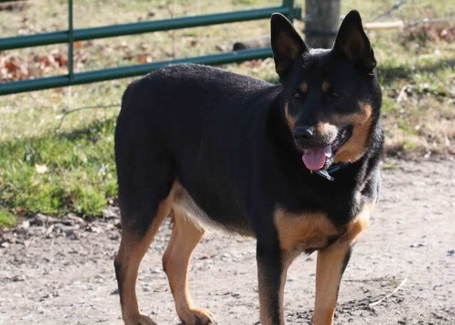 GSD w/out a tail? Rottie? - German Shepherd Dog Forums
