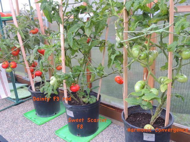 Some Dwarf Project Plants Tomatoville Gardening Forums