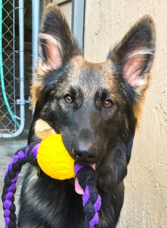 Alternative to conventional tennis balls German Shepherds Forum