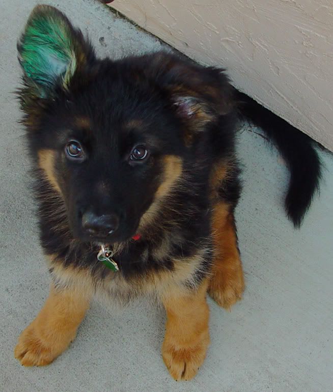 Tattooed Ears Stand Better? - German Shepherd Dog Forums