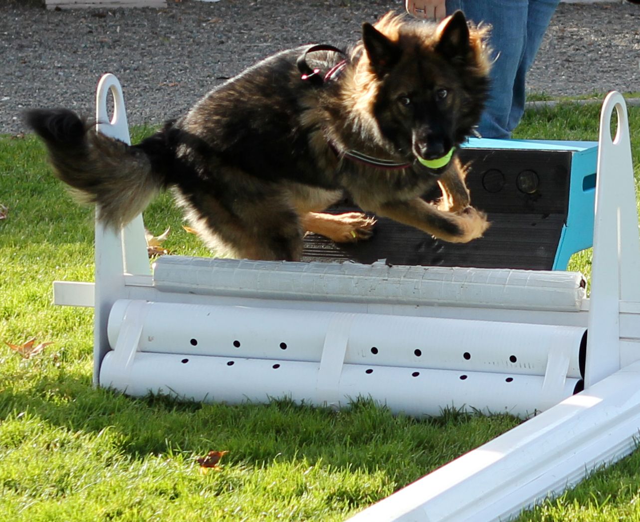 Halo's flyball box turn! German Shepherd Dog Forums