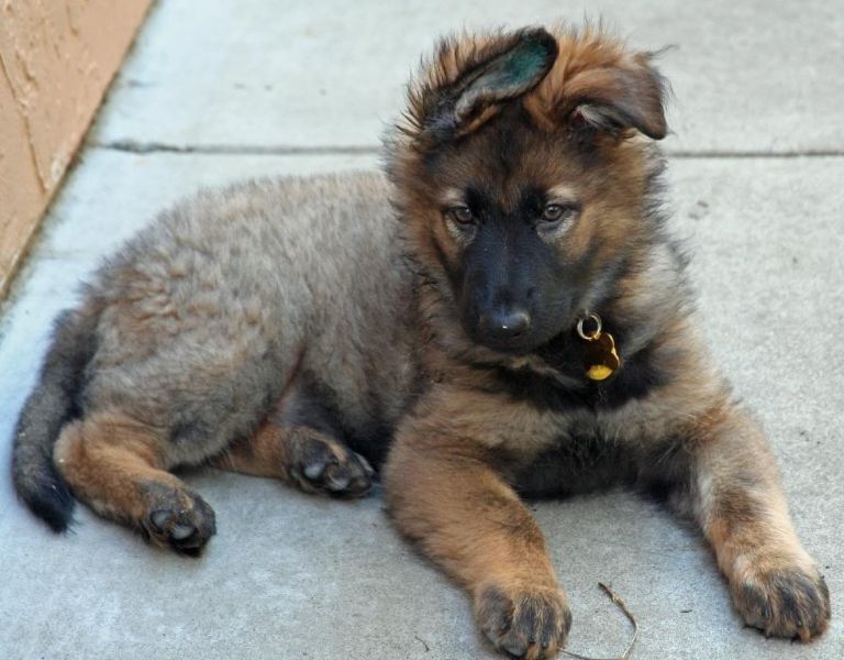 plush coat german shepherd puppy