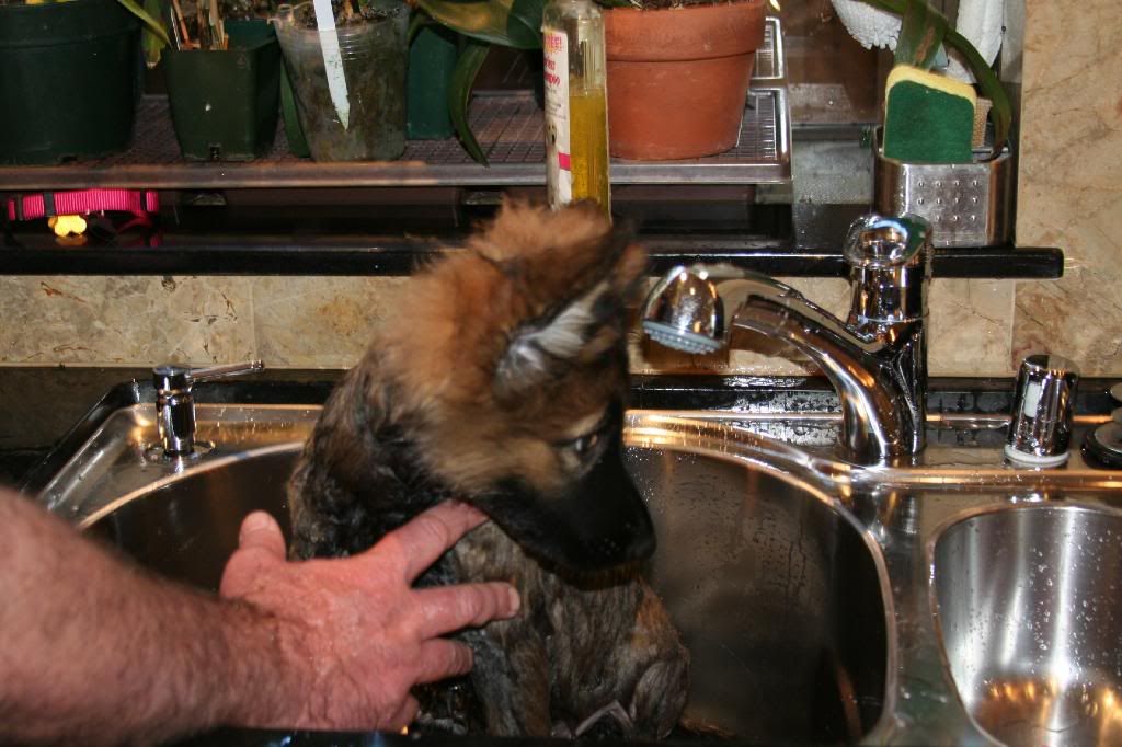 What Shampoo's and Conditioners do yall use German Shepherd Dog Forums