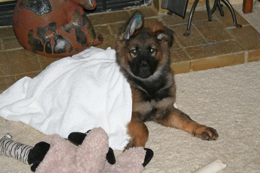 What Shampoo's and Conditioners do yall use German Shepherds Forum