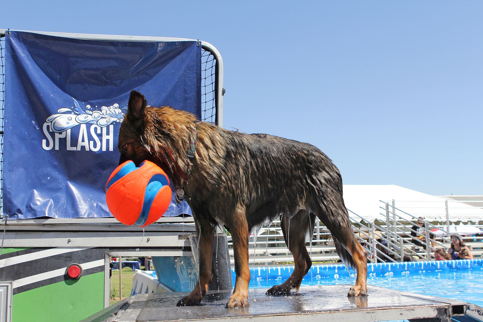 Loucyn Belgian Malinois