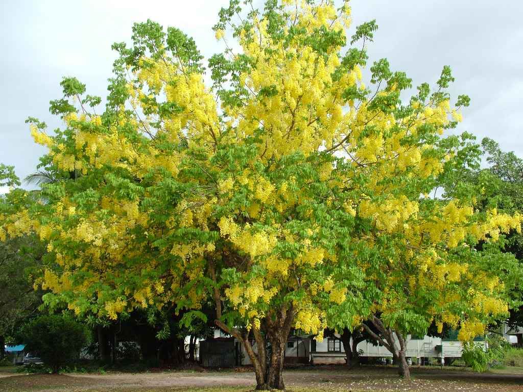 Cassia Fistula Tree