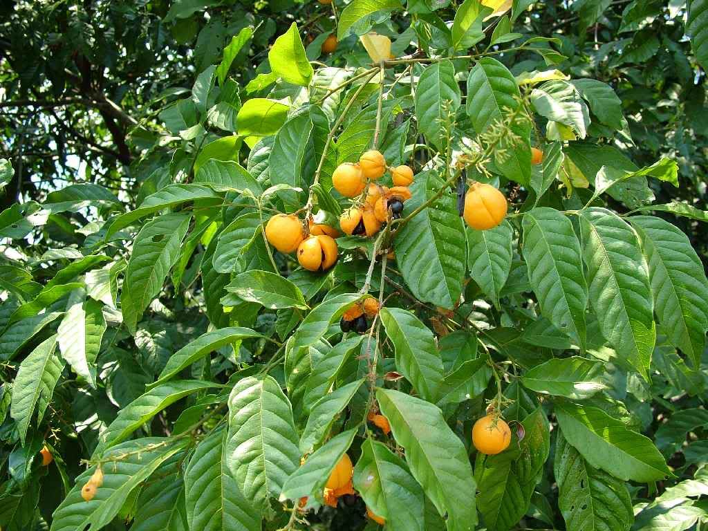 ID N. Queensland rainforest tree