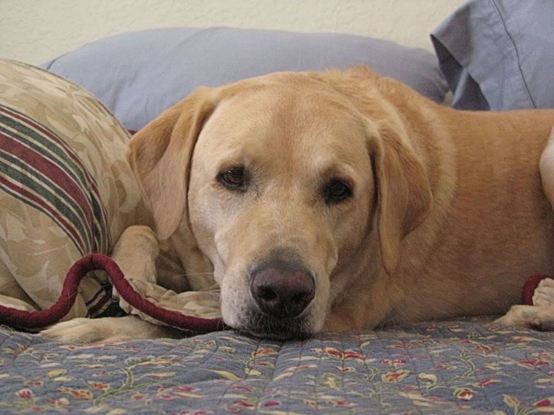 IMAGE: http://img.photobucket.com/albums/v163/tombell/IMG_0423.jpg