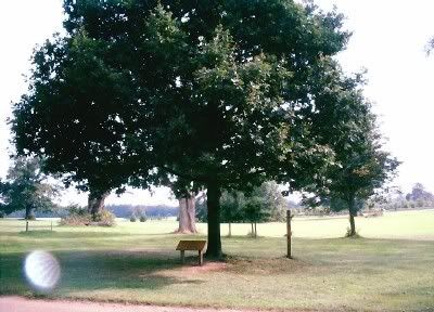 Oak tree replacing the famous Qeen Elizabeth I Oak