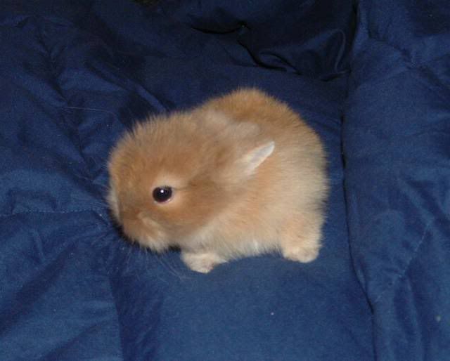 Cutest Rabbit