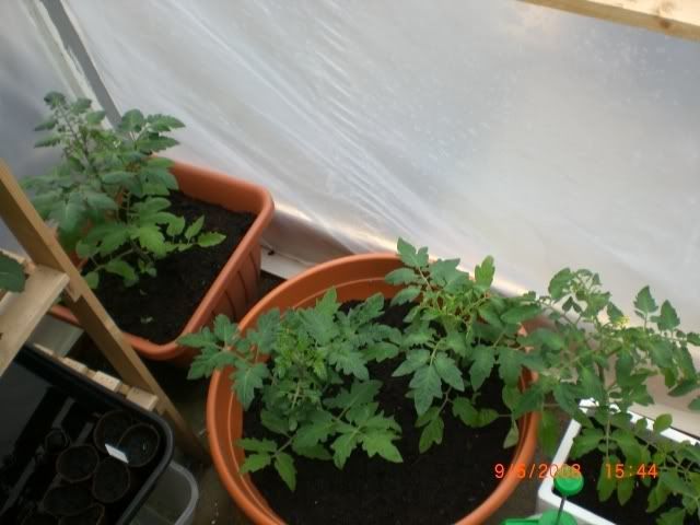tomatoes.jpg