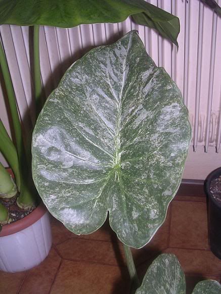 Alocasia_Aline1.jpg