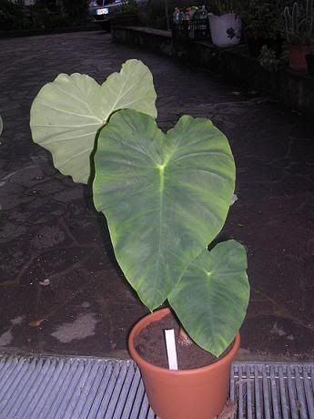 colocasia_esculenta2.jpg