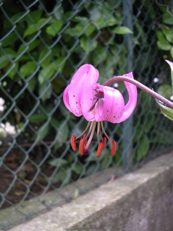 Lilium_martagon10.jpg