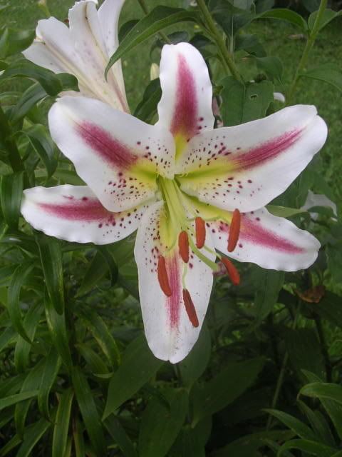 lilium12.jpg