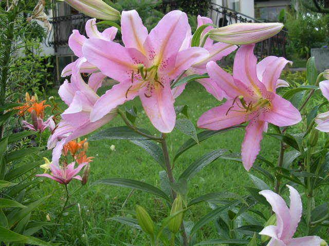 lilium13.jpg